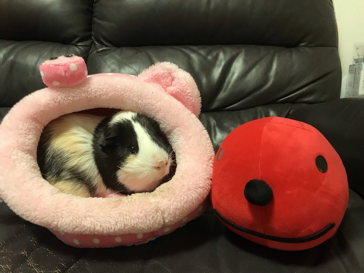 Twoucan タラピヨ の注目ツイート イラスト マンガ コスプレ モデル