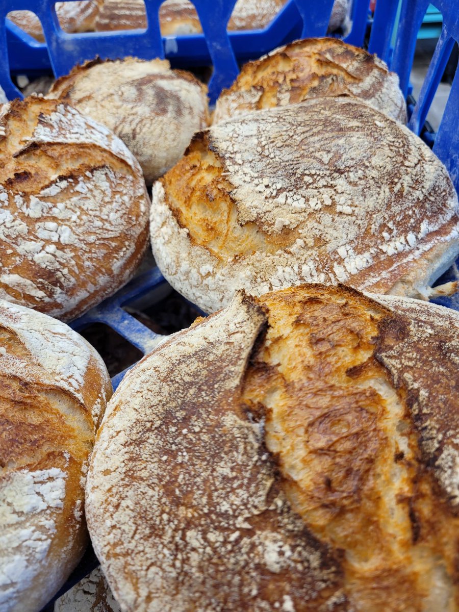artisanschool's tweet image. Advanced diploma students were making Pugliese loaves today. #bakingclass #bakingcourse #deliciousbread