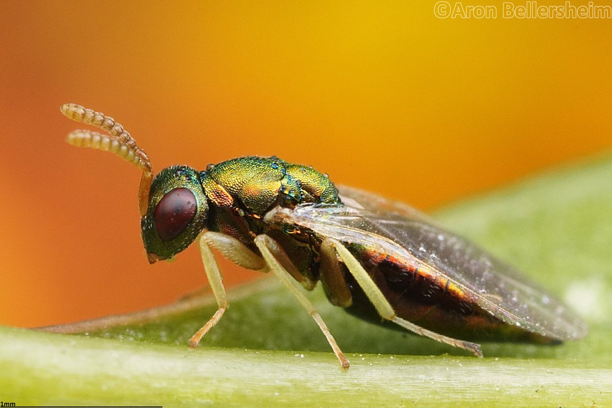 coleomaniac's tweet photo. During a hike with colleagues on Saturday I was able to spot this beautiful #Pteromalidae
#macrophotography #Hymenoptera #parasitoid https://t.co/5odvJAtrQ3