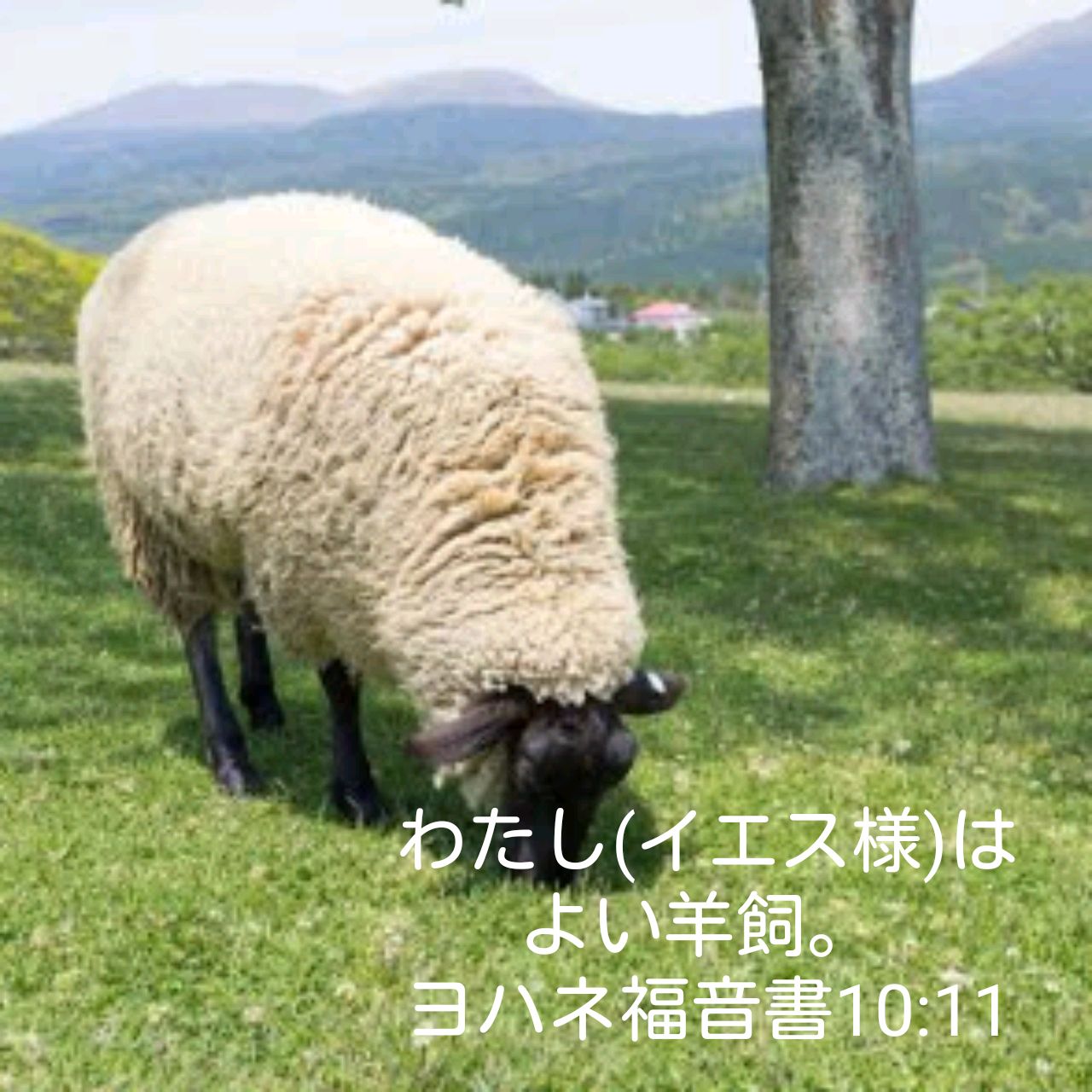 羊飼い Twitter Search Twitter