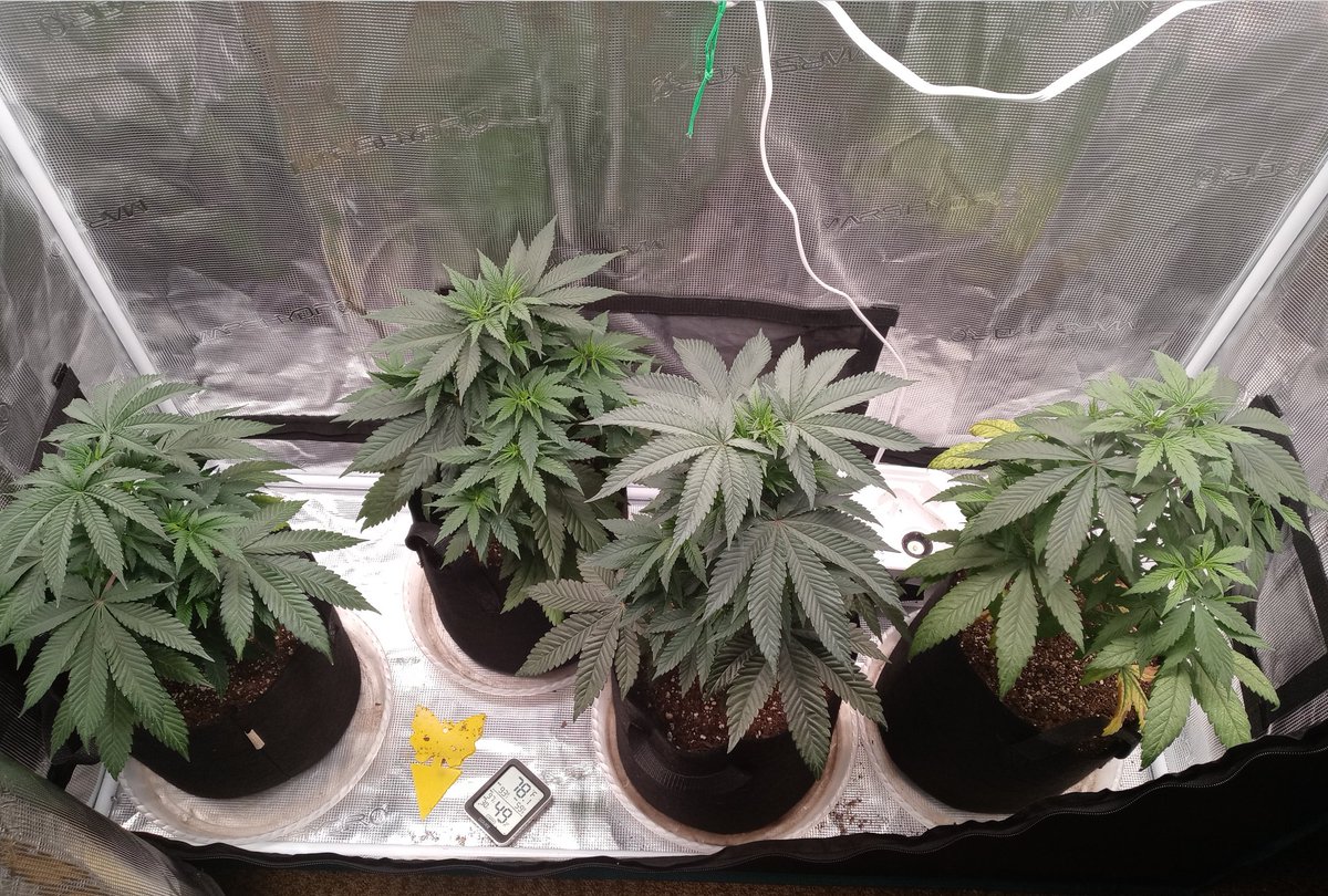 The 2x4 girls are doing better since the move to bigger pots. Clip a couple fan leaves for led penetration then ima lst to also help with that, also topped all 4. 
🧬: 🍎Jax x2, white widow and 😖🍋 dropz