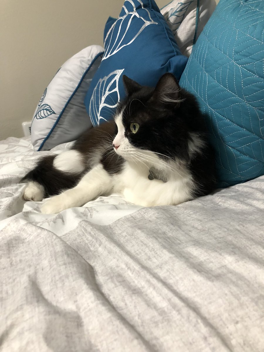 It’s been a while since I’ve tweeted, but I’ve recently hired a personal assistant. This is Cassandra (or Cassie) and she will be stepping on keyboards while I’m trying to type, filling my life with joy, and crashing Zoom calls for the duration of my PhD (and beyond)!