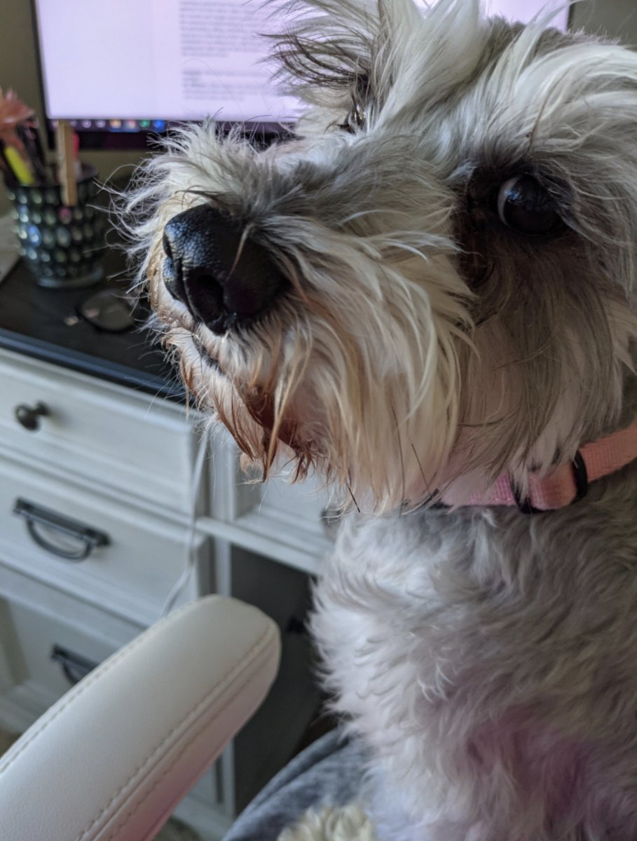 instapathbio's tweet photo. Newest #petsofpath!
What are your fur babies up to? @VetPathSurrey @vetpathnerd @crazycatpath @smlungpathguy @NicoleJacksonMD https://t.co/40aAafzzKn