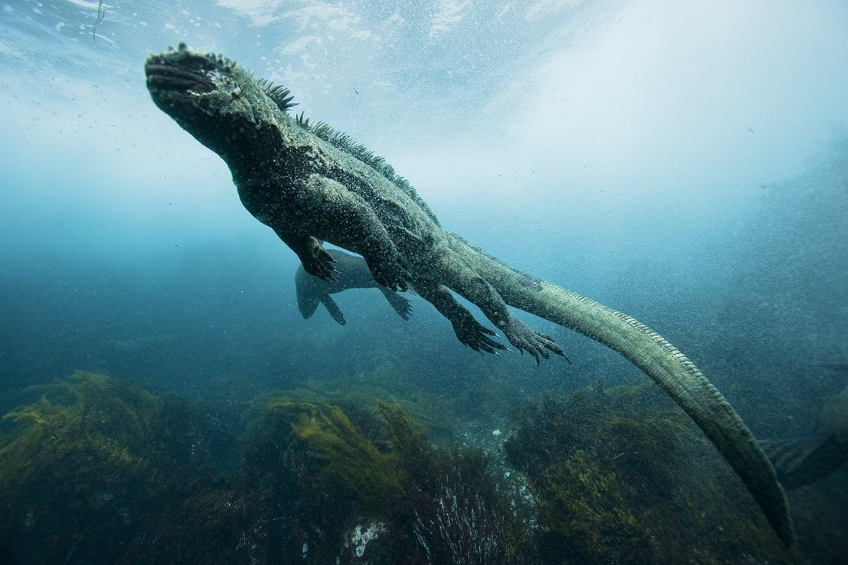 Плавающая ящерица. Морская игуана Галапагосские острова. Морская игуана (Amblyrhynchus cristatus). Морской Варан. Галапагосские ящерицы.