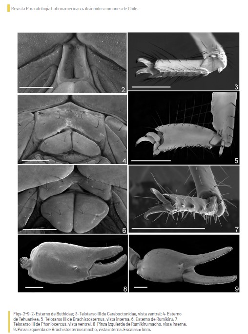 LabEntEcol's tweet photo. 🦂"El orden Scorpiones en Chile: Estado del conocimiento, desde la taxonomía a la conservación", es la contribución del @LabEntEcol en el proyecto Arácnidos comunes de Chile, reciente publicado en #ParasitologíaLatinoamericana @userena #sochipa
🤓https://t.co/kf7SSmQx06 https://t.co/mr8NcNwRht