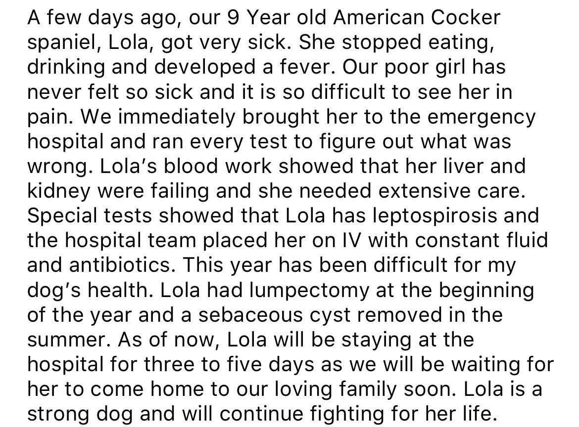 annashamshu's tweet photo. Hey everyone, a few days ago my dog got very sick and is now being treated in the hospital for leptospirosis. As a family we are very worried about her. I started a GoFundMe in hopes for support for her treatment. Please share, retweet or donate, Anything helps. Thank you🙏🏼❤️ https://t.co/vNirAjH9JR