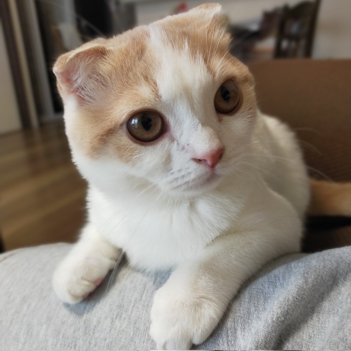 太ももに両手を置いて見つめるという、、あざとかわいい🥲💕

#猫　#ねこ　#スコティッシュフォールド　#猫好きさんと繋がりたい　#猫の居る暮らし　#cat #catlovers #CatsOfTwitter #tsumugi4month