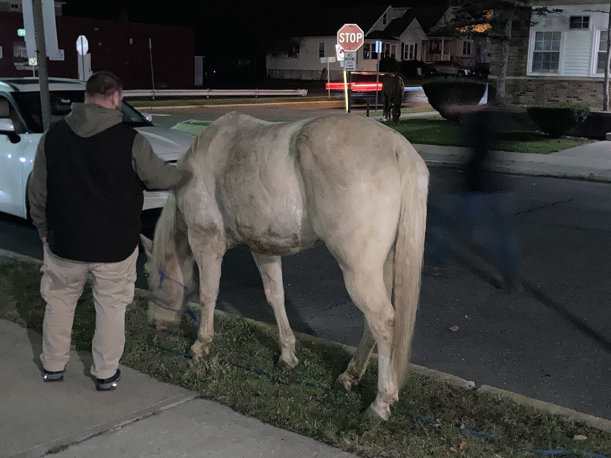 JerryGretzWNYT's tweet photo. Not something we see every night in Menands. Two horses wandering. We found the owners. Theyβd had the horses in a backyard up the street after traveling in a trailer. Wanted them to have a little space. They got it.οΏΌ The grass outside channel 13 is pretty tasty.οΏΌ @WNYT https://t.co/U8Dweqa7OQ