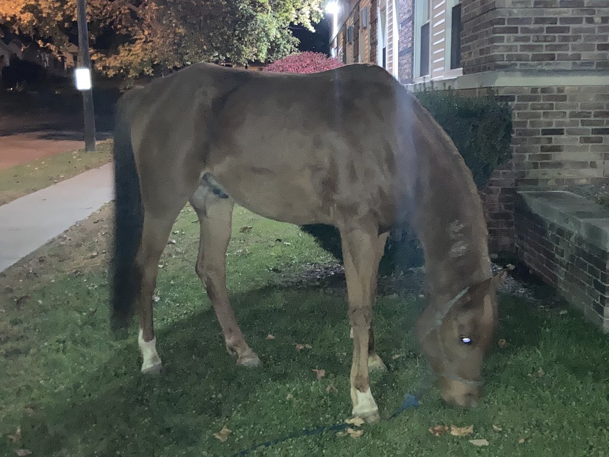 JerryGretzWNYT's tweet photo. Not something we see every night in Menands. Two horses wandering. We found the owners. Theyβd had the horses in a backyard up the street after traveling in a trailer. Wanted them to have a little space. They got it.οΏΌ The grass outside channel 13 is pretty tasty.οΏΌ @WNYT https://t.co/U8Dweqa7OQ