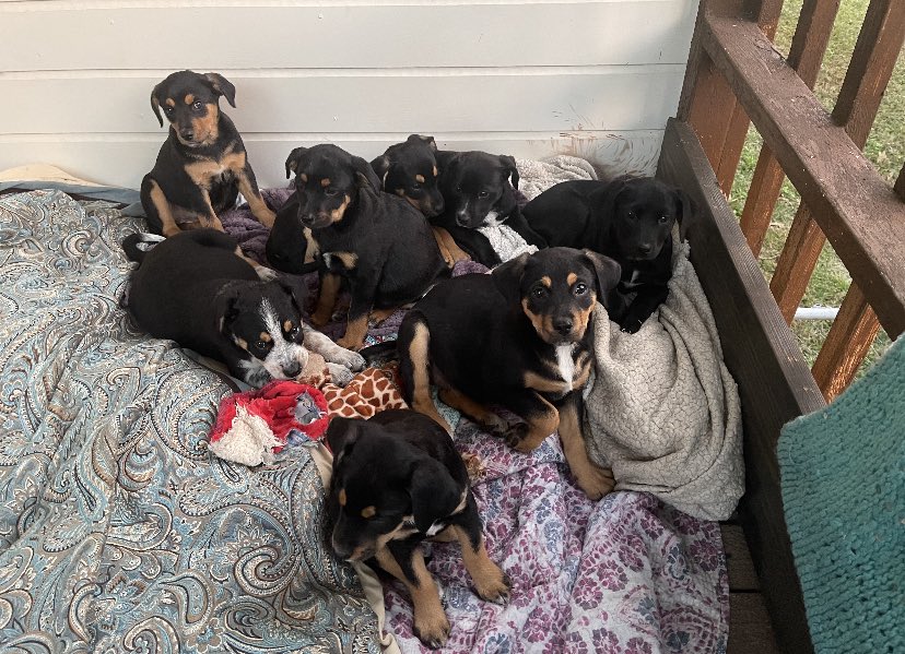 themoreyouMo's tweet photo. ‼️ FREE PUPPIES ‼️

A friend rescued these babies from being killed by their owner. They are in need of loving homes! Located in Little Rock, but can be transported anywhere in the state if a loving home is found! Please DM if you are interested or know someone who is! https://t.co/RaleJ6vhch