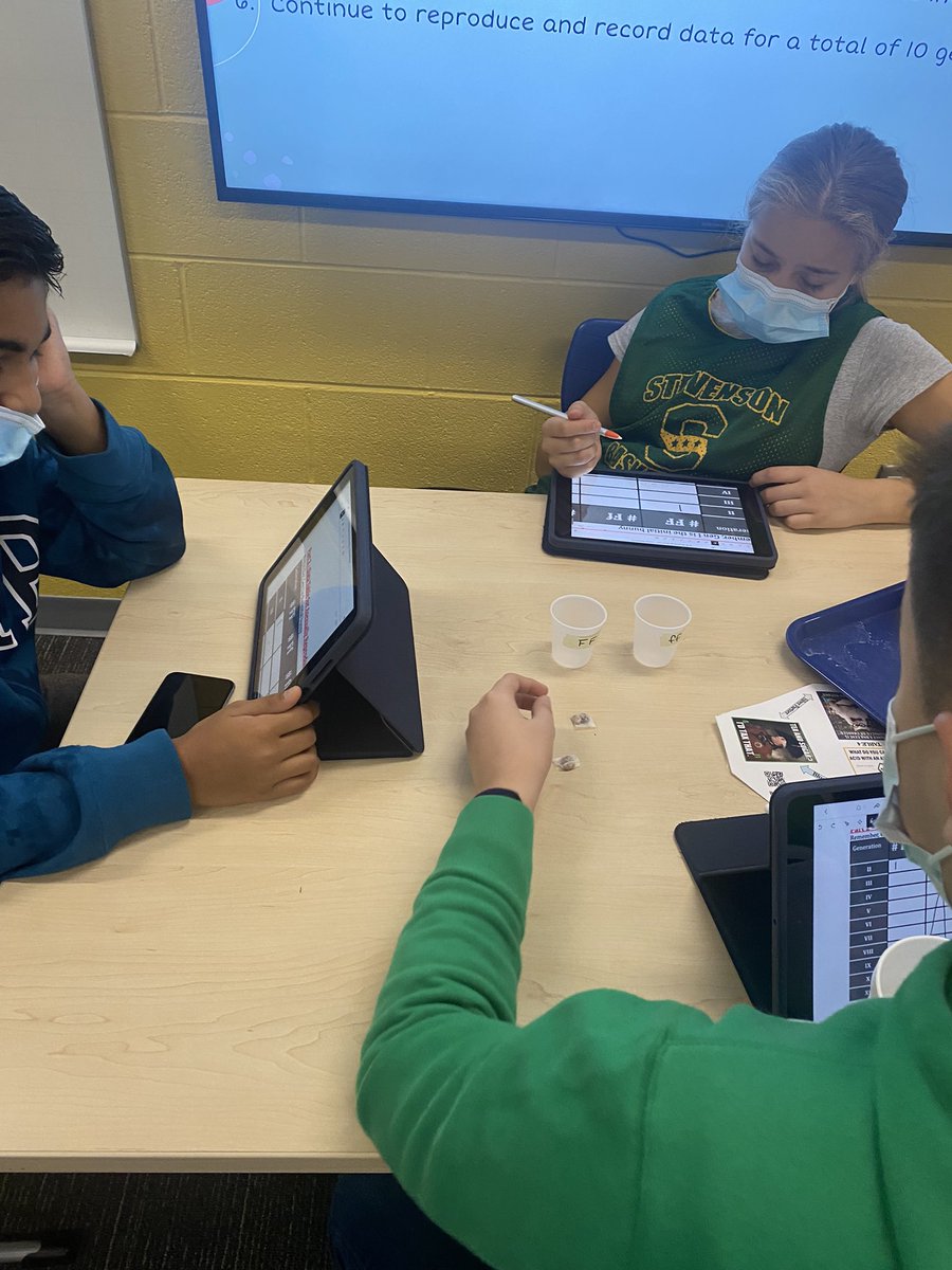 NicoleMcBado's tweet photo. Uh-oh!  A mutated furless rabbit escaped the lab 😱.  Would it be more beneficial for it to reproduce sexually or asexually?!? 7th grade students simulated both…and gained great data to support their thinking! @NadScience @schneinceclass7 #SciEd #SciCoach https://t.co/nU9FzuV7Jx