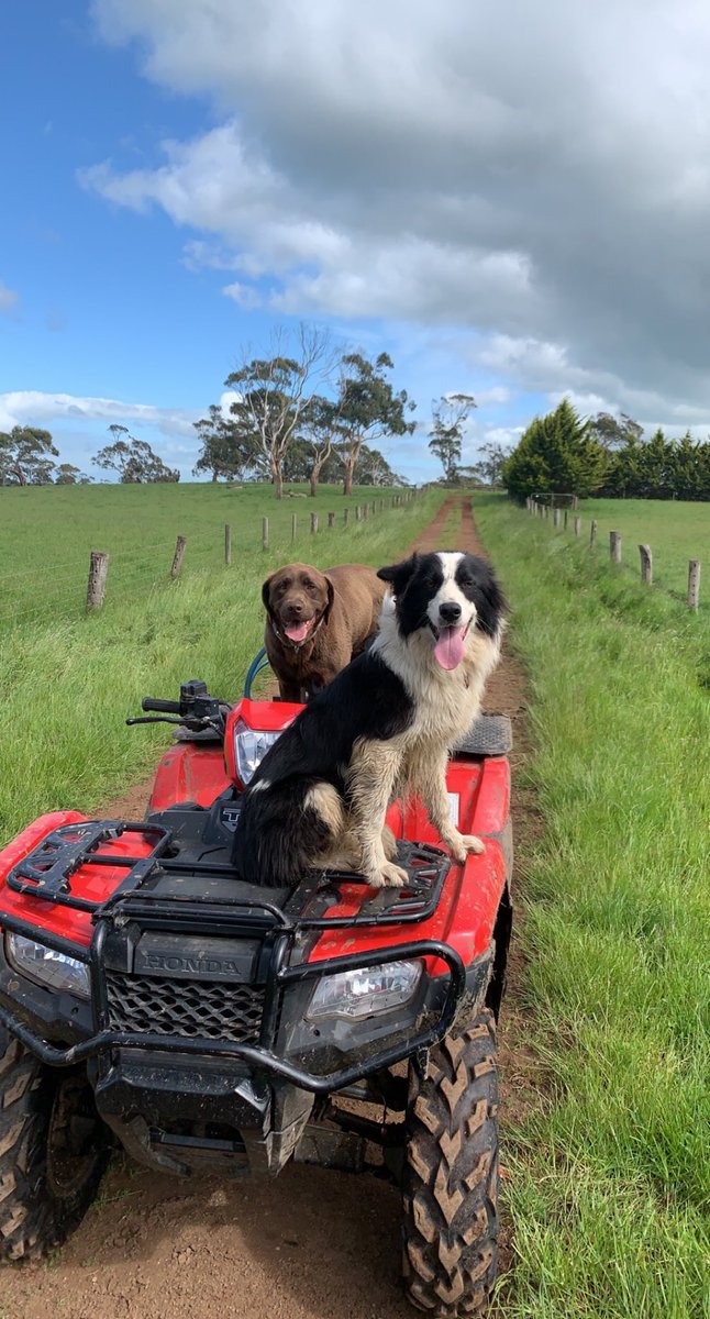 These 2 are living their best life. There’s bugger all room for me to ride it 😂😂