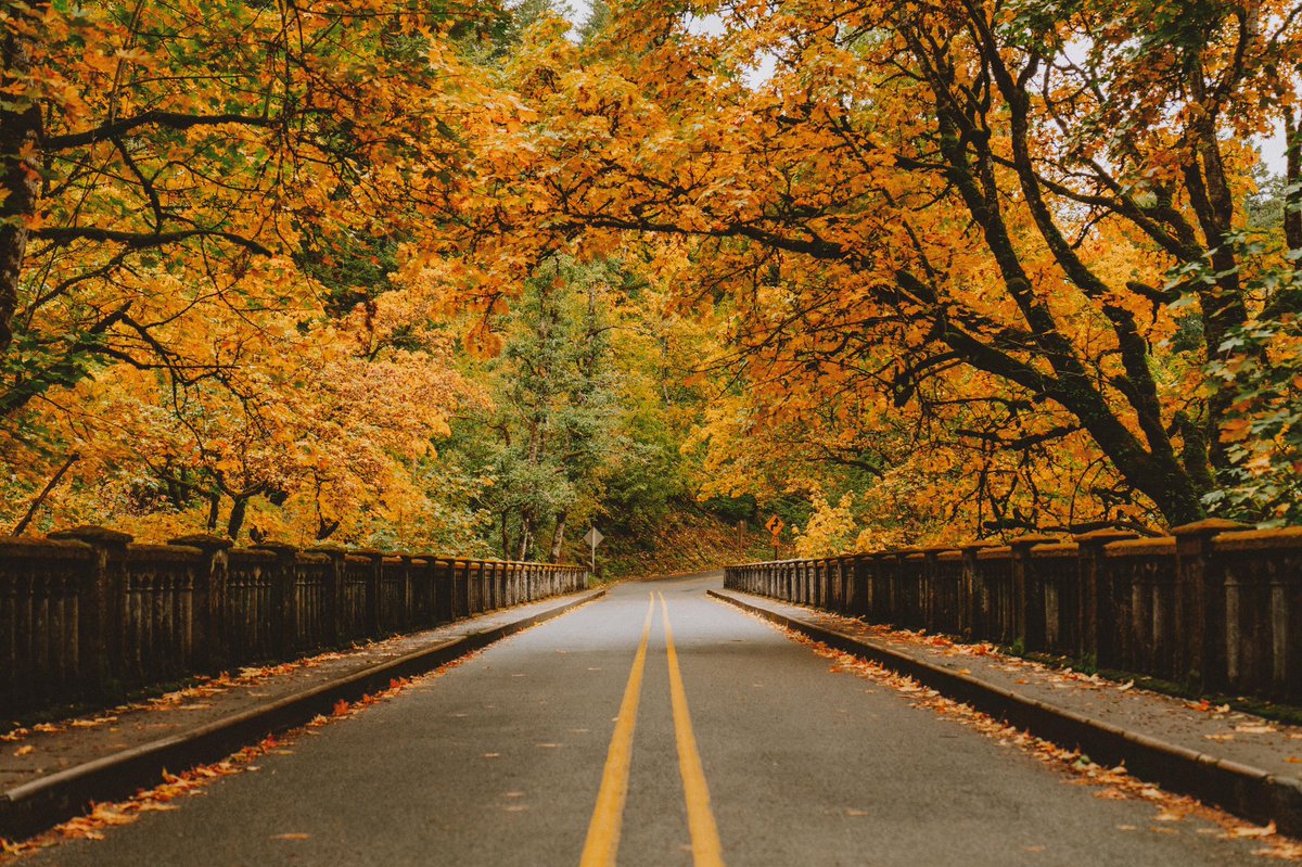 alanlopezlv's tweet photo. Oregon color https://t.co/jXfjZhkowY