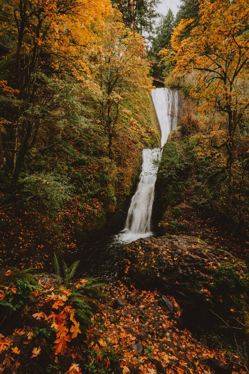 alanlopezlv's tweet photo. Oregon color https://t.co/jXfjZhkowY