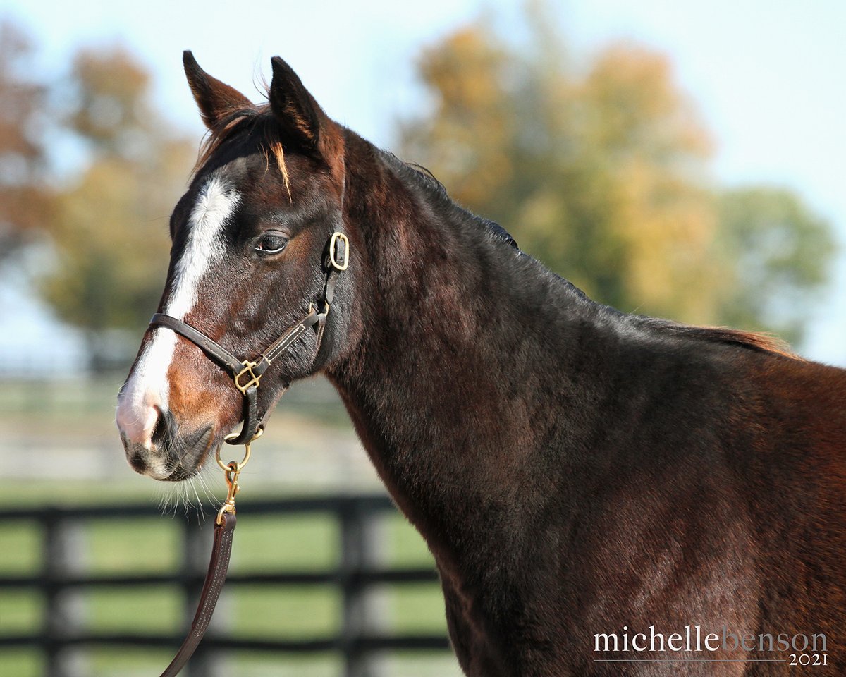 WoodMereFarm's tweet photo. Colt by #CoalFront โญ He's a half brother to You Know I Know, a multiple graded stakes placed earner of over $500k, & Silent Movies, an alw winner of nearly $170k.
@spendthriftfarm @marktoothaker @autryclaire #thoroughbred #kybred #horses #equine #horsephoto
๐ท: Michelle Benson https://t.co/tDz0lHv2hx