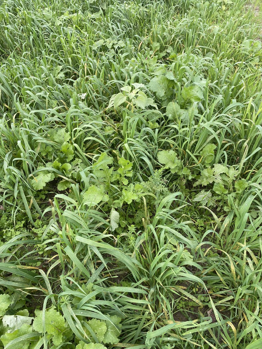 Rick Kootstra tweet media