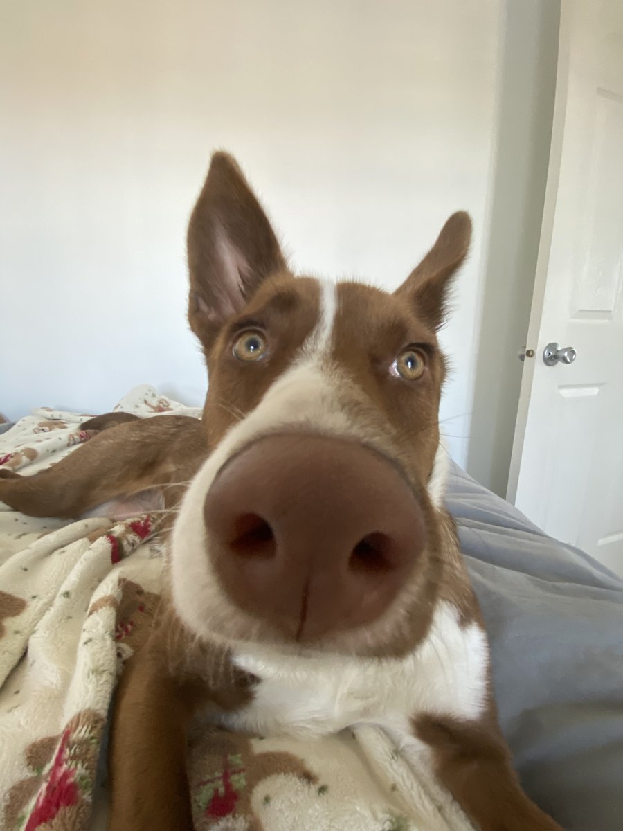 bignosebluffton's tweet photo. whoos gonna boop me? #bordercollie #dogsoftwitter #animals https://t.co/AM84WunFyY