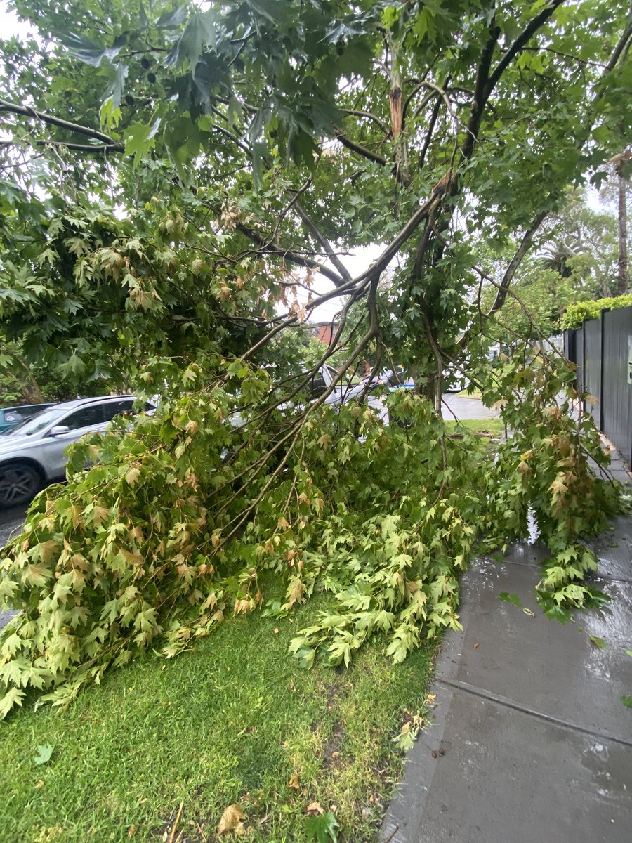 RobLayton_'s tweet image. Excellent service from City of @Boroondara . Snapped pictures of dangerous branch about to fall on nature strip after the storms, called last week and again yesterday to get something done urgently and now it’s fallen on someone’s ute. Great work. 👏