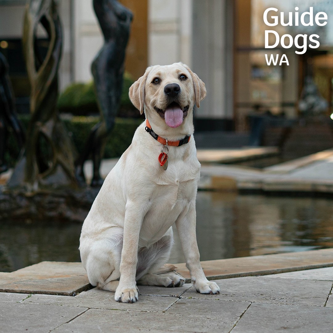 Happy Hump Day from puppy in training Lucy! 😊

[Yellow Labrador puppy smiling with tongue out. Guide Dogs WA Logo.]

#PuppyInTraining #GuideDogsWA #LabradorPuppy #GuideDogPuppy