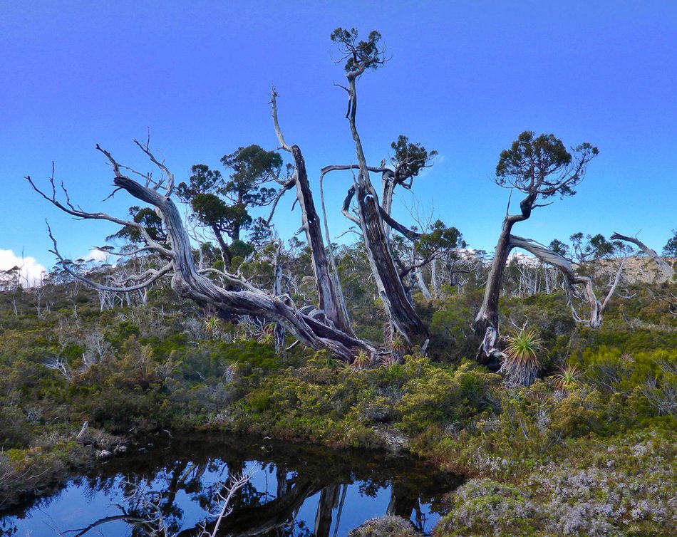 looksouth's tweet photo. Persistence over time. Very old and fire-scarred, still sending out live branches. Pencil Pine at Twisted Tarn, #MtField, #Tasmania https://t.co/jM0rrcBJj8