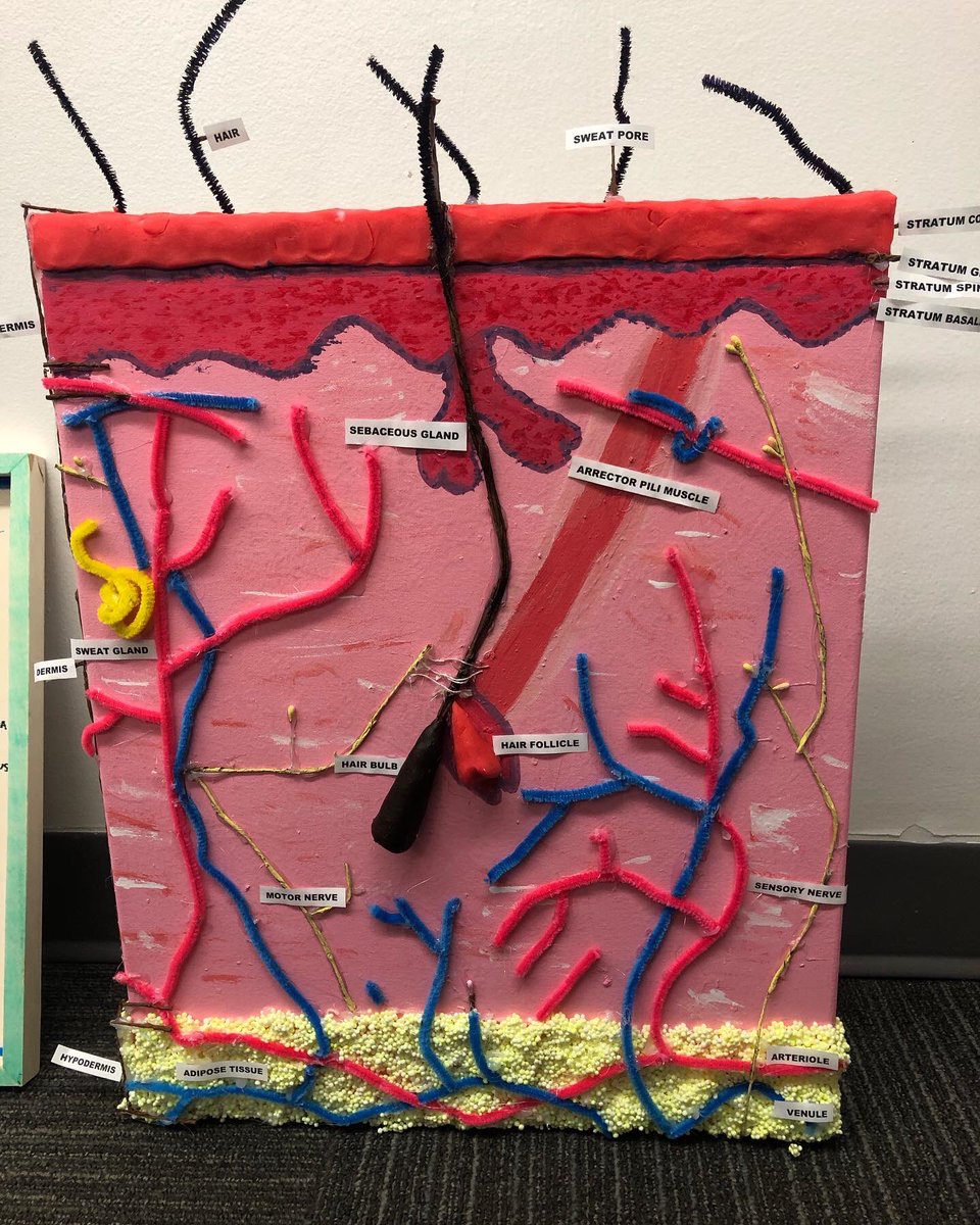 Students spent class time learning about, and then creating models of ...