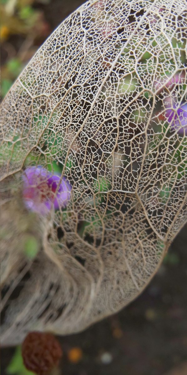 KuromaruHikaru's tweet photo. l found this beautiful leaf in my garden . 今朝、庭で見つけたレースの落ち葉。 #leafvein #leaf #lace #nature #Garden #gardening #leafart #落ち葉 #葉脈 #ガーデニング #庭 #レース模様 https://t.co/dJFxuvxkSR