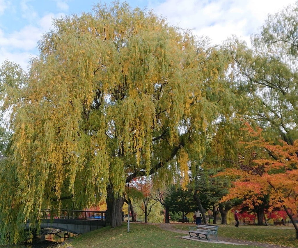 花言葉は自由 Twitter Search Twitter