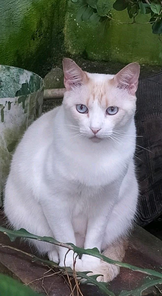 romano_nery's tweet photo. Freddie Mercury,  meu gatinho https://t.co/yYrHXjMoKs