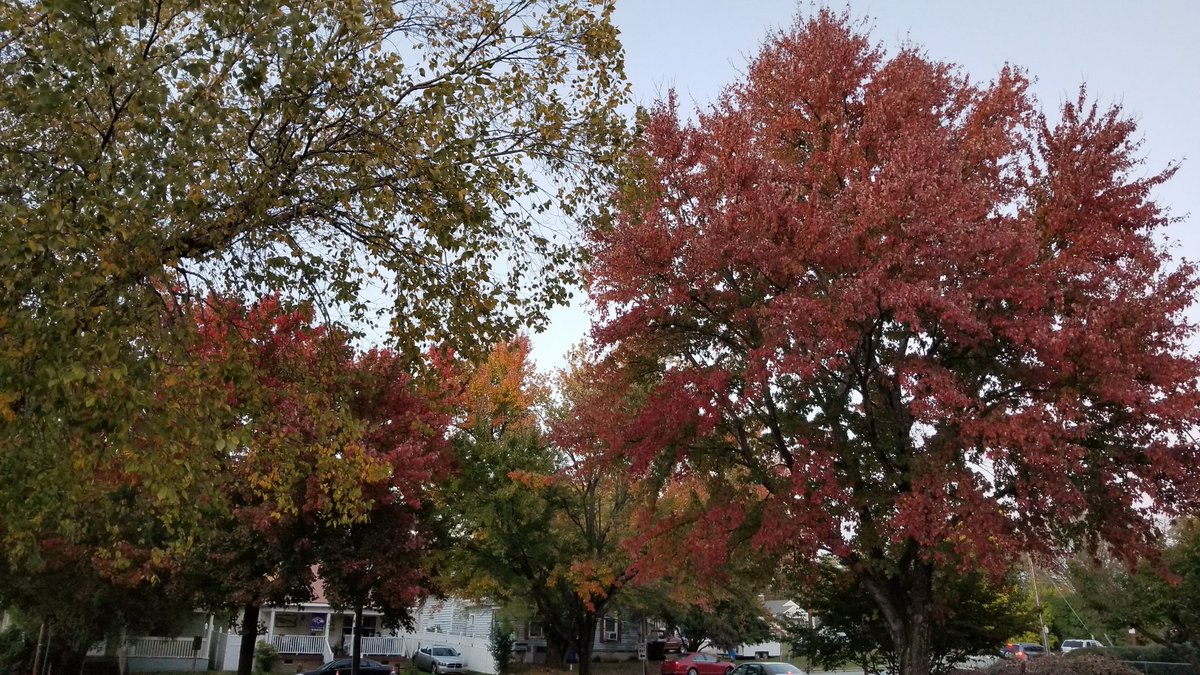 PhilipWoodward8's tweet photo. @HunterPrincipal, I registered as a volunteer late this afternoon at Lucille Hunter Elementary School, and the fall foliage in front of the school is spectacular! 🙂🍁🍂 #NCFallofFame https://t.co/eOU79TyBQf