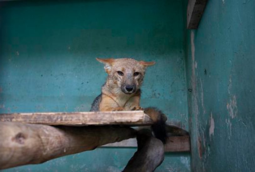AlertaNews24's tweet photo. 🇵🇪 | Una familia en Perú compró un zorro andino en un mercado ilegal creyendo que era un perro. El animal llamado "Run Run", luego de comerse las gallinas de los vecinos, ha sido capturado el lunes por personal del departamento de fauna silvestre y llevado al zoológico de Lima. https://t.co/poRuwS3xPL