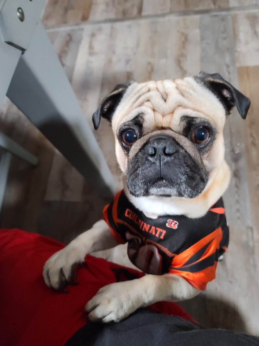 WhodeyDanB's tweet photo. Mixon waiting for food https://t.co/bldnnOYE1n