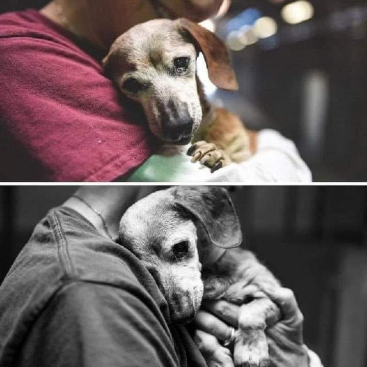 KuklaTami's tweet photo. She is 18 years. Her people, who she loved all her life, took her, vaccination booklet, leash, collar and her belongings and took her to the Baldwin Park shelter.they said they were tired of fighting an older dog, signing papers and leaving her.
Dogs deserve better people https://t.co/SPizaKR9HD