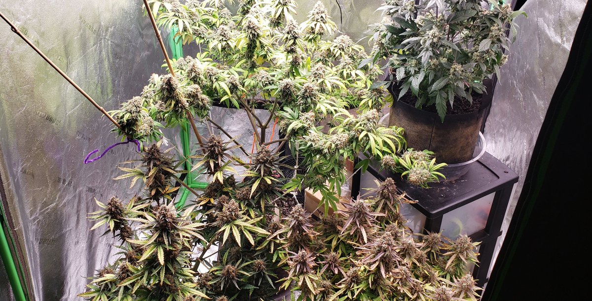 Under the <a href="/UNITFARM_led/">unit_farm_led</a>  UFS3000 <a href="/VIVOSUN/">Vivosun.official</a> 4x4 <a href="/irvineseeds/">Irvine Seed Company</a> fantastic genetics almost 🕑 Going to be a nice haul. Stay lifted fam
#Mmemberville #gdc #growyourown, #420life #smokeweed #unitfarm #irvinearmy #cannabiscommunity #StonerFam #lifeisgreat 
#smokecannabis #medicalcannabis