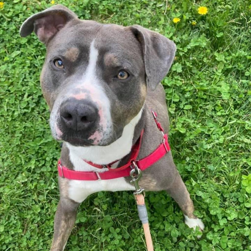 lostdogrescue's tweet photo. Meet Blu! He's a big beautiful boy who enjoys all the scents of the outside. He would love to walk for awhile enjoying the fresh air and his person.

Learn more about Blu here: https://t.co/YeApmnBppm
#adoptabledogsofdc #dogrescue #doglovers #dmvdogs https://t.co/0ypN9Uwrvh