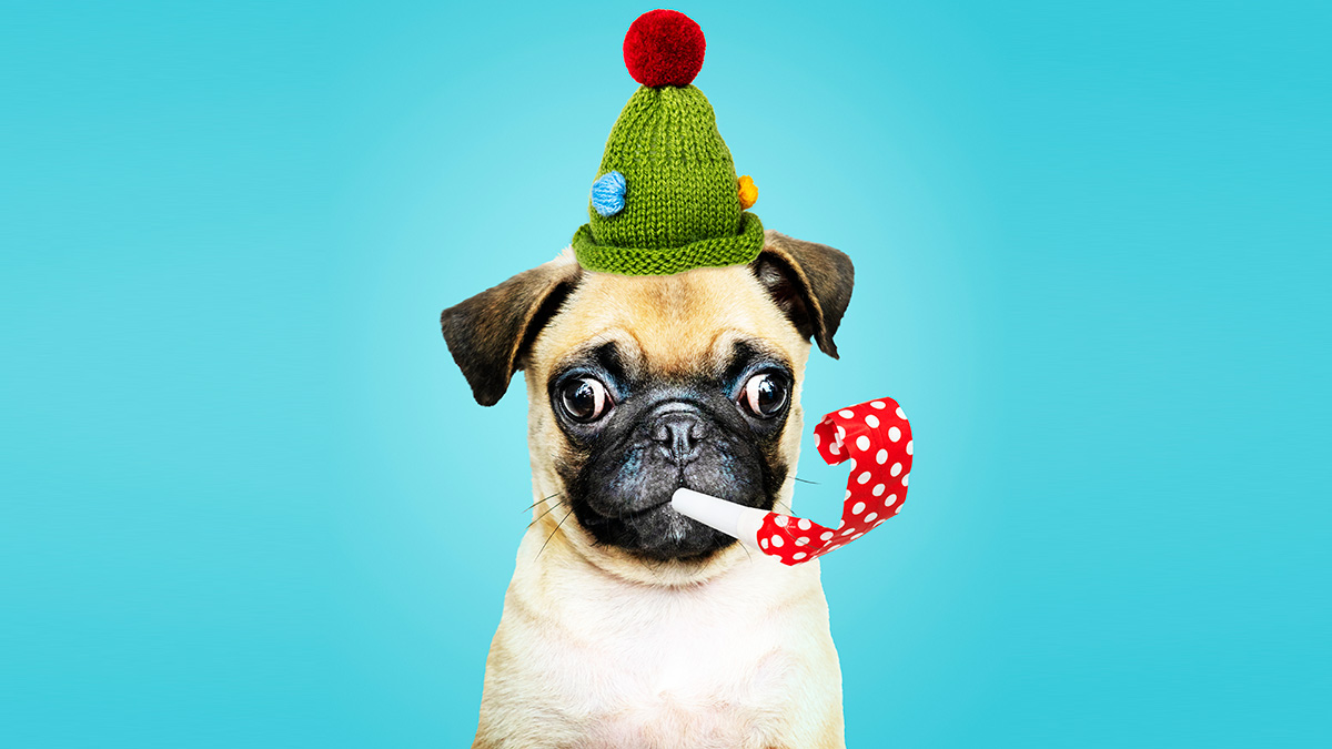 envisiondr's tweet photo. New Clients Woof it Up at Envision Dennis Romano! | Envision https://t.co/klZFwQMXGe https://t.co/L1XdRULSkk