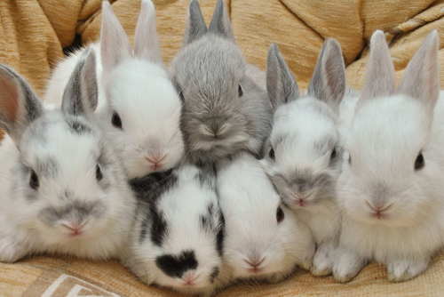 RabbitEveryHour's tweet photo. https://t.co/yWYOXZn0WB
