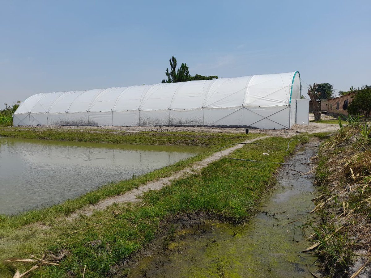 henry_kanyembo's tweet photo. Greenhouse installed at #Kasakalabwe fish farm in #Kasama district, #Northern province #Zambia with support from #WorldFishCenter and #Musika funded by #Norad.
This will assist in improving fingerlings production in the Northern region which is characterized by #lower_temps. https://t.co/b3h9fijFkI
