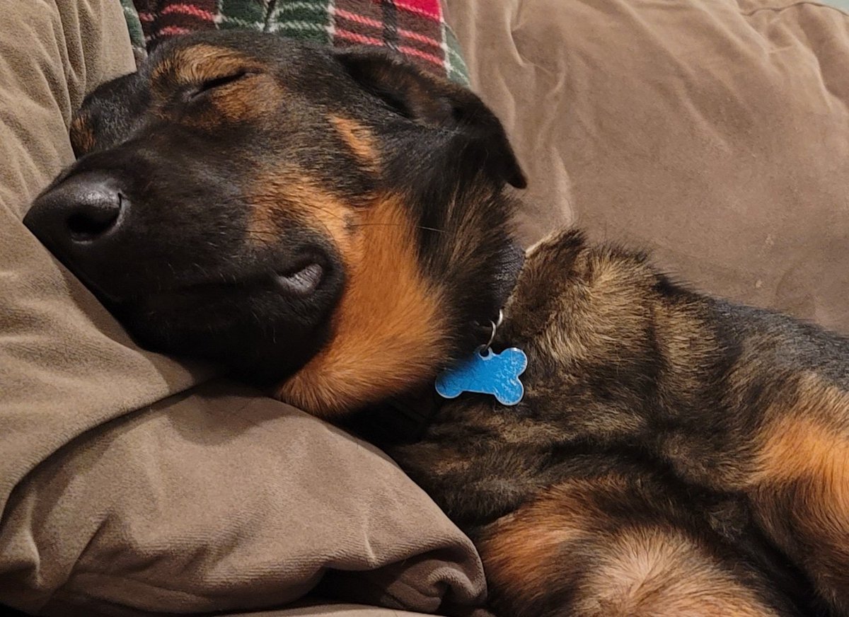 SanDiegoPete73's tweet photo. Somebody's tuckered out.
#ApolloLife https://t.co/qYYcAqxgkN