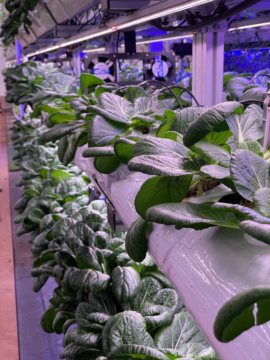 Cherry Tomato and Komatsuna Spinach is on sale now！
Welcome to pick😊

singrow.net
#singapore #singrow #cherrytomato #spinach #vegetable #strawberry