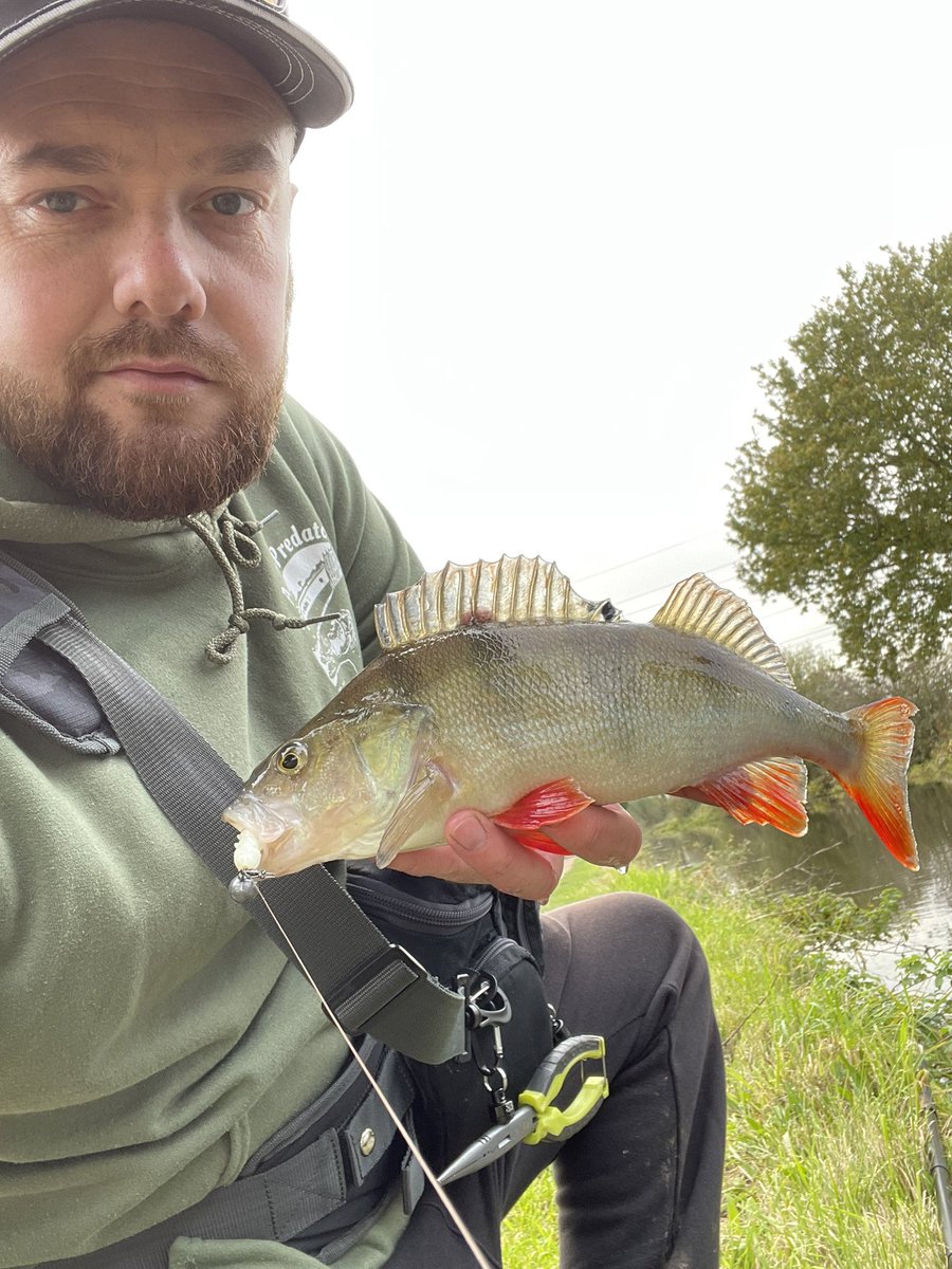 ABPredatorFish1's tweet photo. Nice little crazy perch ended up in the net… 
#TwitterNatureCommunity #angling #canal #perch #fishing #outdoors #NaturePhotography #FYP #GH #TwitterNatureCommunity #Twitter https://t.co/fvfmhcKHj1