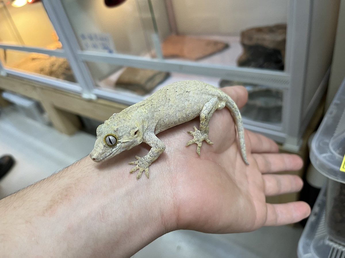 ゲッコー様限定 8_000000000353.jpg?1752825704