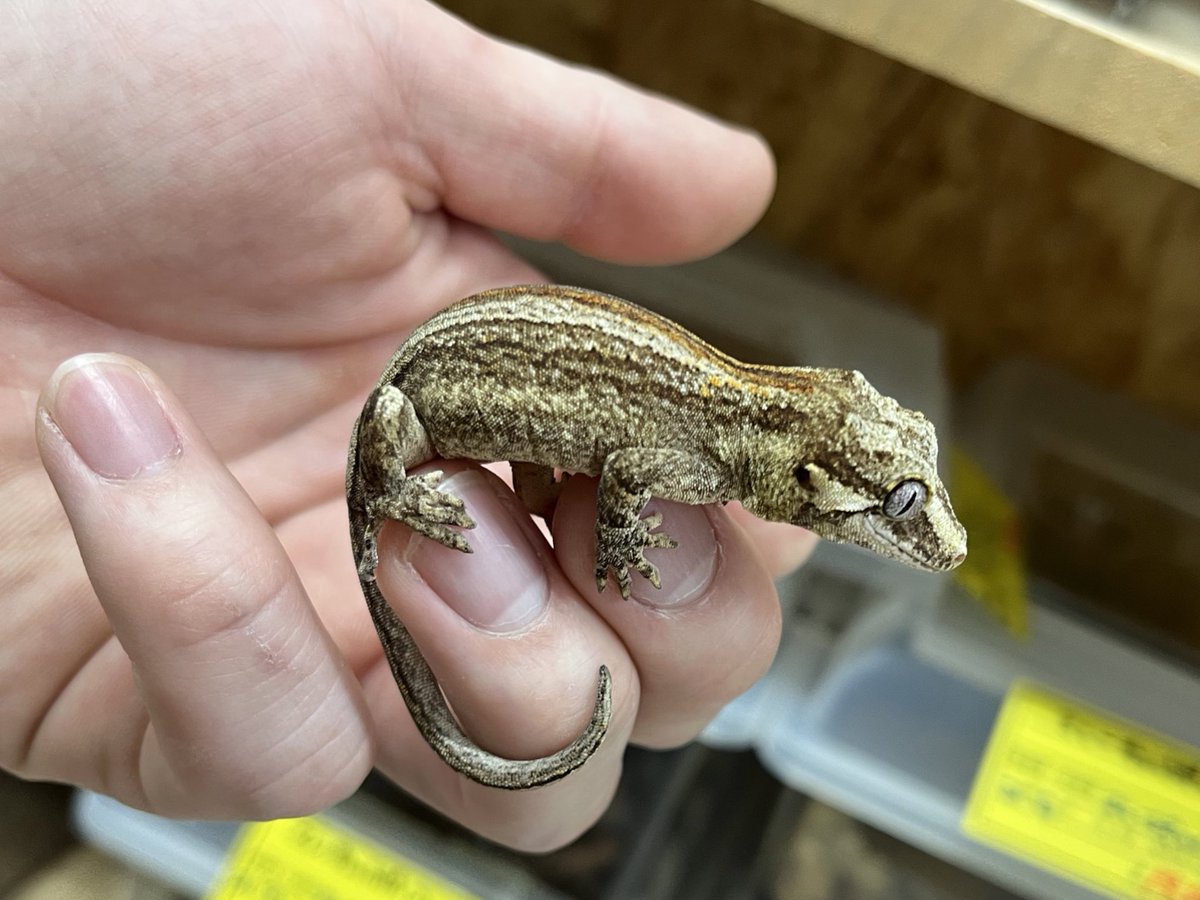 ゲッコー様限定 11月の目玉生体はガーゴイルゲッコー！ オレンジストライプやマーブル