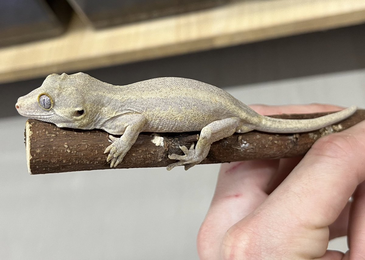 11月の目玉生体はガーゴイルゲッコー！ オレンジストライプやマーブル