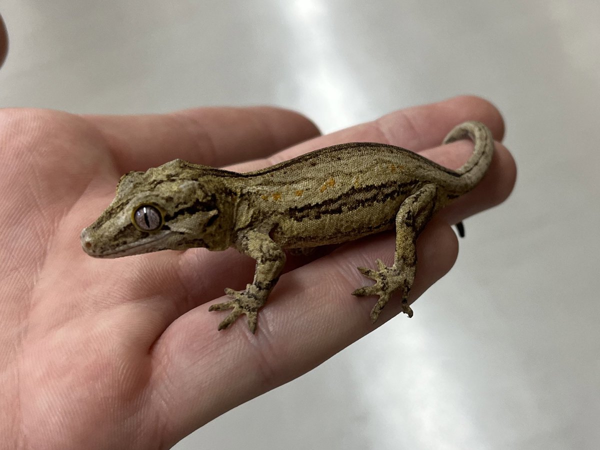 ゲッコー様限定 ガーゴイルゲッコー オレンジストライプ 販売 エキゾチックサプライ 大阪