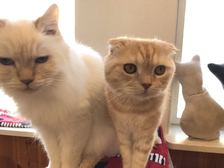 群馬県の猫カフェおすすめ4選 高崎駅チカの人気店や里親募集の保護猫カフェ