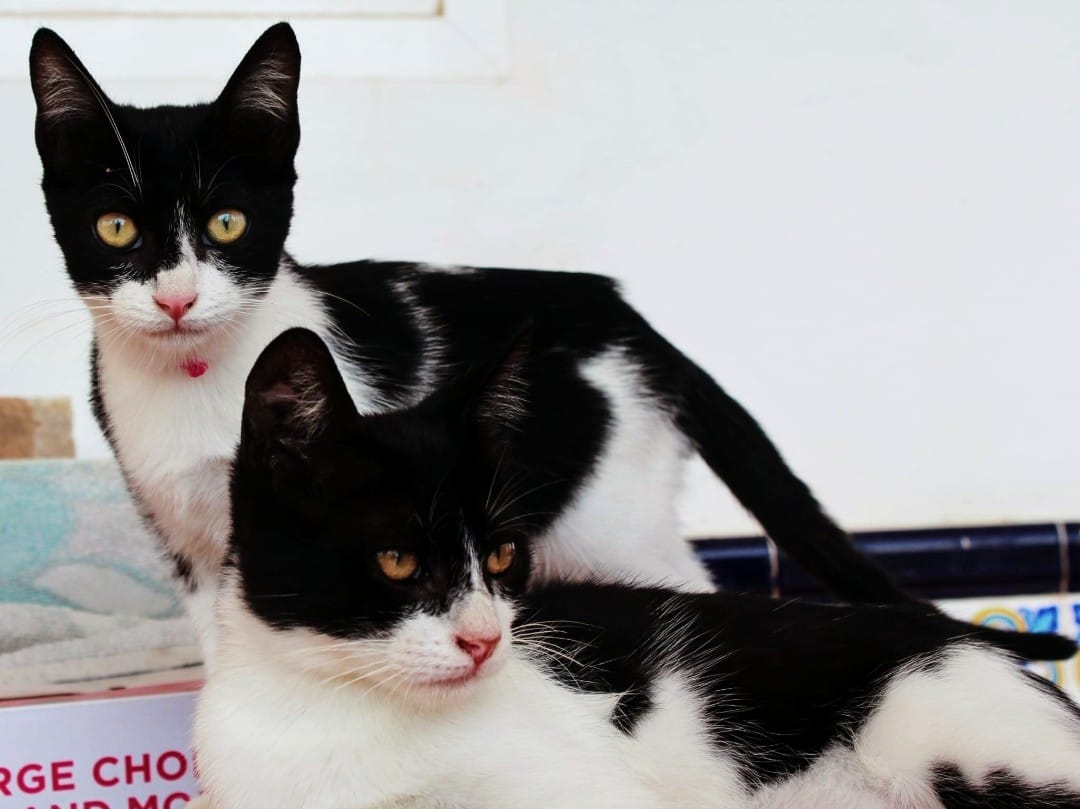ElSindigato2021's tweet photo. #BuenosDias los hermanitos #Batman y #Robin ya han desayunado, y tú? Tienen solo 6 meses... Los distingues? Son igualitos! Buscamos #hogar para ellos, nos ayudas a difundir? #AdoptaNoCompres #Valencia #gatos Elena 670818103 https://t.co/d1NxcVOA9z