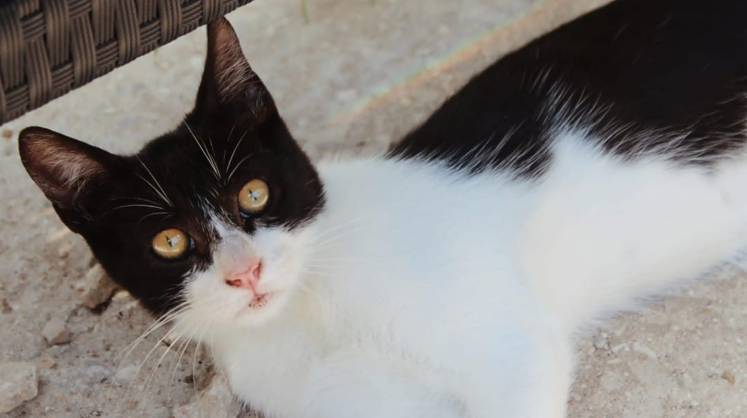 ElSindigato2021's tweet photo. #BuenosDias los hermanitos #Batman y #Robin ya han desayunado, y tú? Tienen solo 6 meses... Los distingues? Son igualitos! Buscamos #hogar para ellos, nos ayudas a difundir? #AdoptaNoCompres #Valencia #gatos Elena 670818103 https://t.co/d1NxcVOA9z
