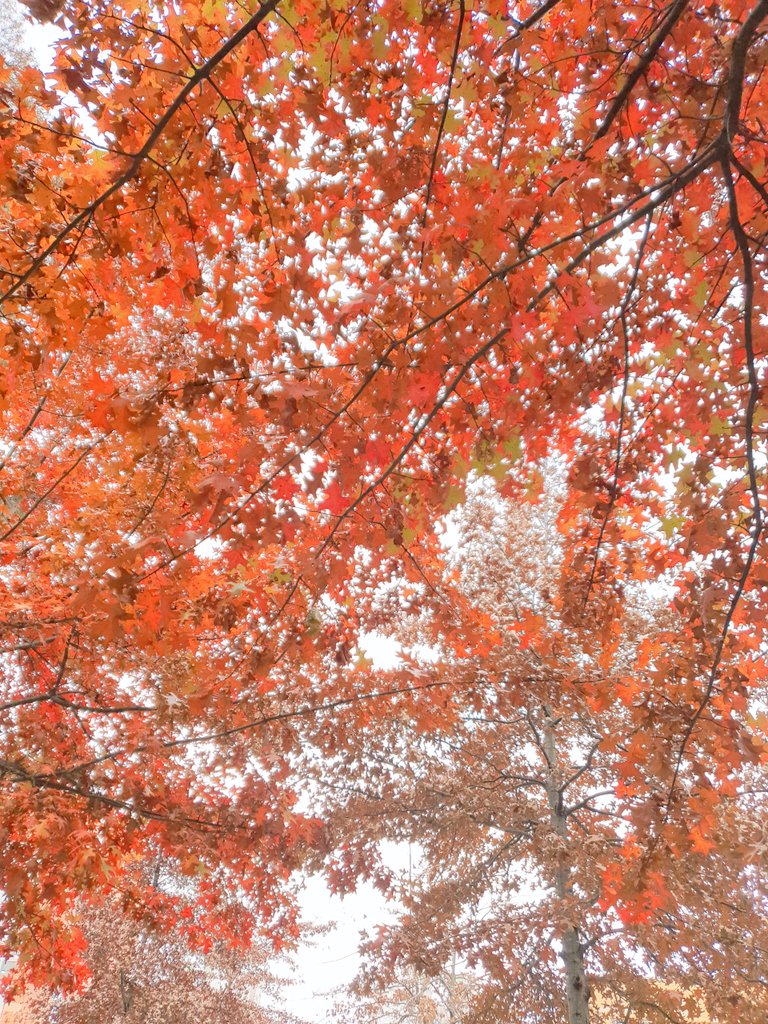 외출길에. ..

길위에  떨어진 낙엽들. .

이뻐