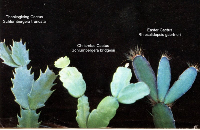 Christmas, Thanksgiving, or Easter #cactus? You can usually identify these by examining the shape of their leaves, and to some extent by when they flower: Thanksgiving cactus November and early December, Christmas cactus mid to late December, Easter cactus April.