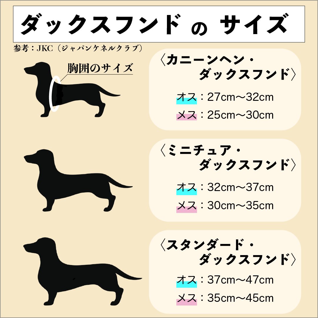 ダックスフンドのサイズについて】 ダックスフンドというと 第一に